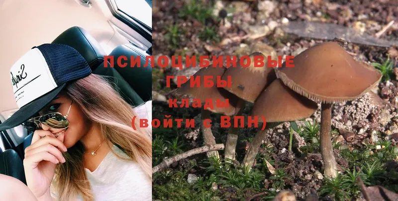 Галлюциногенные грибы Psilocybine cubensis  закладки  площадка клад  Ясный 